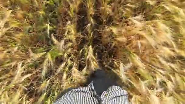ブーツを着た農学者の足は、牧草地で熟した大麦の茎を踏んでいます。フィールド上の小麦の茎の間で行く若い農家の男性の足。農業ビジネスの概念。POVスローモーション — ストック動画