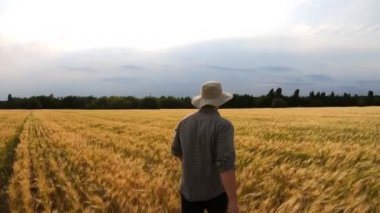 Bulutlu yaz gününde arpa tarlalarının arasında yürüyen genç tarımcı için arka manzara. Olgun buğday çayırından geçen erkek çiftçi. Tarım sektörü kavramı. Yavaşça kapat.