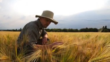 Genç çiftçiye yakın buğday tarlasında oturuyor ve bulutlu bir günde olgun tahıl saplarını keşfediyor. Erkek tarım uzmanı çayırdaki arpa tarlasını inceliyor. Tarım sektörü kavramı. Yavaş çekim