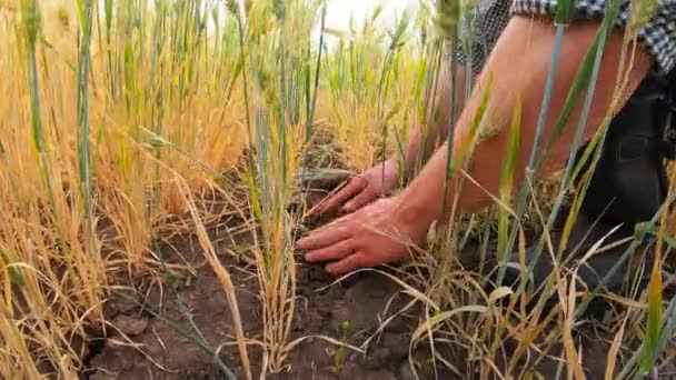 牧草地で小麦の茎の周りの乾燥した地面に触れる農家の男性の手。フィールドで大麦の茎の周りの土壌肥沃度をチェック若い農学者の腕。農業ビジネスの概念。閉じろ! — ストック動画