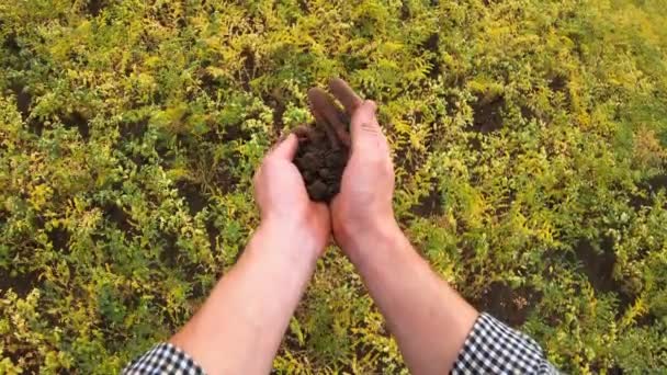 Męskie ręce agronomisty trzymające garść ziemi i badające ją na tle zielonego pola ciecierzycy. Młody rolnik otrząsa się z ziemi palmowej po zbadaniu ziemi na łące Garbanzo. POV — Wideo stockowe