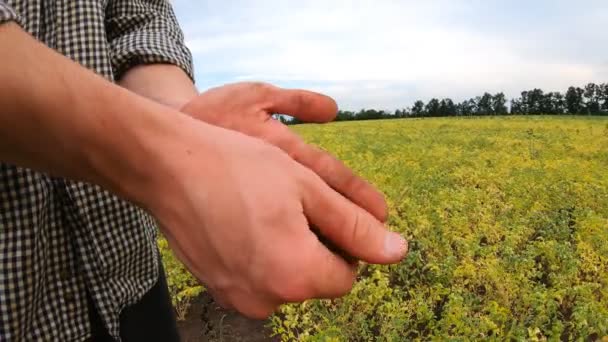 어린 농학자는 푸른 병아리 초원의 토양을 관찰 한 후에 손가락에서 먼지를 털어 낸다. 남성 농부가 가 반조 들판에서 일을 마무리하고 있습니다. 농업에 대한 개념이다. 슬로우 모션닫기 — 비디오