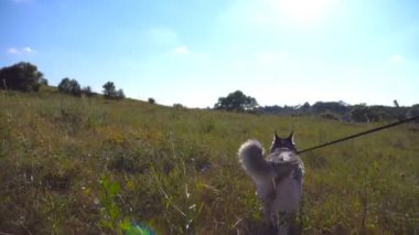 Genç Sibiryalı köpeğiyle birlikte yeşil çimlerin üzerinde gezinen kızın görüntüsü. Kadın sahibi evcil hayvanıyla yaz otlağında vakit geçiriyor. Güzel doğa manzarası. Kapat.