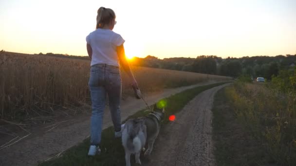 幸せな女の子手に黄金の小麦の茎を保持し、小麦畑の近くの道路に沿って彼女の兄弟のハスキーと歩いてください。日没時に牧草地の近くのトレイルに沿って綱にかわいい犬と一緒に行く女性の所有者。閉じろ! — ストック動画