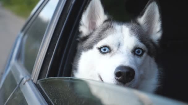 Νέοι χαριτωμένο σιβεριανό husky σκυλί κάθεται στο πίσω κάθισμα της κίνησης του αυτοκινήτου και κοιτάζοντας έξω από το παράθυρο. Θλιβερό οικόσιτο ζώο βόλτες στο αυτοκίνητο κατά τη διάρκεια ταξιδιού στην ύπαιθρο. Κλείσιμο Αργή κίνηση — Αρχείο Βίντεο