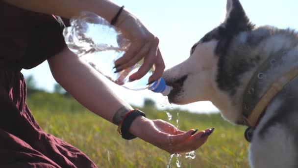 Hunnens eier heller vann i håndflaten mens hennes sibirske husky drikker aqua fra flasken på åkeren. Søtt kjæledyr slukker tørsten om sommeren. En ung jente tilbringer tid med hunden sin på engen. Langsom bevegelse – stockvideo