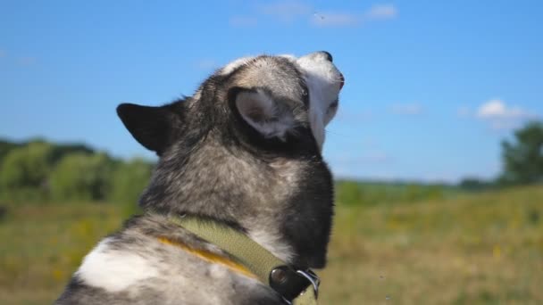 Propietaria hembra vertiendo bozal de su husky siberiano de botella de plástico con agua en el campo. Lindo perro sacia la sed en el caluroso día de verano. Naturaleza borrosa de fondo. Vista lateral Cerrar cámara lenta — Vídeo de stock