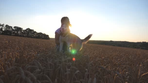 Szczęśliwa dziewczyna w okularach bierze syberyjskiego husky psa w ręce i obraca ją na złotym polu pszenicy. Młoda kobieta krążąca wokół zwierzaka w ramionach pośród kolców na łące. Zamknij Powolny ruch — Wideo stockowe