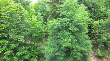 Yemyeşil orman manzarası canlı yeşillikleri ve doğal dokuları gösteriyor. Kamera yukarı doğru düzgün bir eğim sergiliyor. Geniş ağaç tepelerini ve gökyüzünü gözler önüne seriyor.