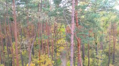 Yüksek çam ağaçları ile canlı sonbahar ormanı, zengin renkler ve dokular sergiliyor, kamera yumuşak bir şekilde yemyeşil ve doğal güzelliğe yakınlaşıyor.