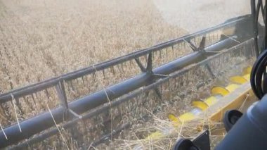 Dönen ve buğday kulakları kesen kombine bıçakları kapatın. Tarlada çalışan hasatçı. İçerideki taksiden arpa toplama işlemine bakın. Hasat ya da tarım kavramı. Yavaş çekim Ayrıntılı görünüm.