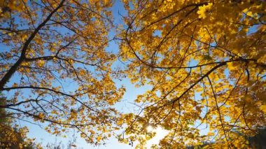 Ilık güneş ışığı, güneşli bir günde sonbahar ormanlarında verimli yapraklarla taç takan bitkileri aydınlatır. Arkaplanda gökyüzü olan sarı akçaağaç yapraklı ağaç tepelerine bakın. Güzel renkli sonbahar sezonu. Yavaş çekim.