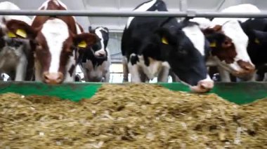 Süt fabrikasında uzun bir sıra sığır çiğneme tohumu. Meraklı inekler modern süt çiftliğinde saman yiyen kameralara bakarlar. İnek ahırında beslenen akrabalar sürüsü. Tarım endüstrisi ve çiftlik hayvancılığı kavramı.