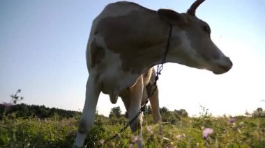 Yaz günü yeşil çimlerde süt ineği otlatıyor. Gün batımında çayırda otlayan sevimli, dost canlısı bir hayvan. Arka planda güzel manzaralı bir manzara. Çiftçilik kavramı. Yavaşça kapat..
