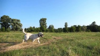 Güneşli bir günde çayır üzerinde koşan sevimli, dost canlısı Golden Retriever. Mutlu köpek cins labrador yeşil alanda koşuyor. Arka planda güzel bir yaz manzarası. Yavaşça kapat..