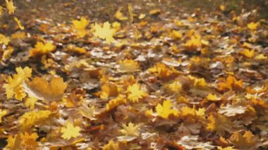 Sonbahar ormanında yere düşen sarı akçaağaç yapraklarına bakın. Toprak canlı yapraklarla kaplıydı. Güneş düşen yaprakları aydınlatır. Renkli sonbahar sezonu. Yavaş çekim. Yakın çekim..