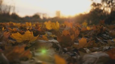 Sarı sonbahar yaprakları yavaş yavaş yere düşüyor. Toprak canlı yapraklarla kaplıydı. Parlak günbatımı ışığı düşen yaprakları aydınlatır. Renkli sonbahar sezonu. Yavaş çekim Dolly..