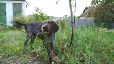 Oyuncu kahverengi ejderha köpek yavrusu ahşap kovalıyor. Bahçenin sahibinin erkek eline takıyor. Yeşil çimenlikte eğlenen komik Alman dullu işaret köpeği. İnsan ve hayvan arkadaşlığı kavramı. POV.