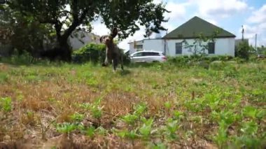 Bahçede çimenlerde koşan neşeli kahverengi ejderha yavrusu. Komik Alman dullu sivri köpek sahibinin yeşil çimlerde yaz günü koşması ile oynuyor. İnsan ve hayvan arkadaşlığı kavramı. Yavaş çekim.