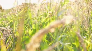 Vahşi bitki örtüsü olan güzel yeşil çayır manzarası. Gün batımında çimenleri aydınlatan parlak güneş ışığı. Kırsal bölgenin resimli yaz manzarası. Yavaşça kapat..