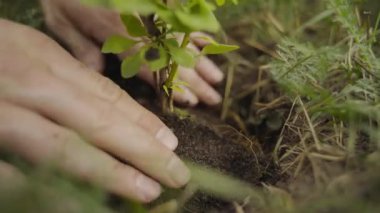Eller dikkatlice toprağa bir fidan yerleştiriyor, ekmenin ve doğayla ve çevreyle ilgilenmenin önemini gösteriyor.