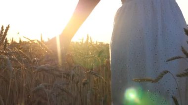 Kamera, kadının eli kulağına hafifçe dokunuyor. Tahıl tarlasında yürüyen ve yaz günbatımının tadını çıkaran beyaz elbiseli tasasız bir kadın. Özgürlük ya da tarım kavramı. Yavaş çekim.