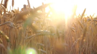Sarı buğdaya güzel bir manzara, sıcak yaz güneşini aydınlatıyor. Kadın elinin nazikçe arka planda parlak günbatımı olan kırpık kulaklara dokunması. Hasat ya da tarım konsepti. Yavaş çekim.