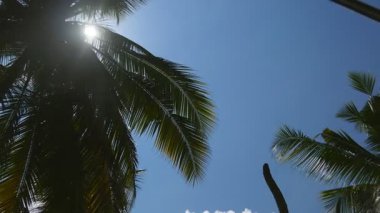 Tropikal bölgede palmiye yapraklarını yaran güneş ışığının duble çekimi. Yaz aylarında bitkilerin dallarını aydınlatan sıcak güneş ışınları. Arka planda parlayan güneş olan güzel mavi gökyüzü. Kapat..