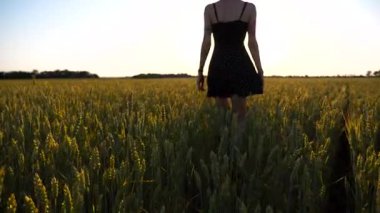 Genç bayan hippi gün batımında yeşil arpa tarlasında yürüyor. Buğday çayırlarında gezen ve özgürlüğün tadını çıkaran dövmeli kaygısız serseri kız. Arka planda güzel manzaralar.