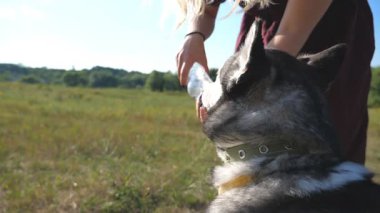 Sibirya köpekleri sıcak havalarda şişeden su içerler. Genç bir kız palmiye ağacına su döker ve çayır köpeğinin ağzını sıvazlar. Sevimli hayvan yaz günü susuzluğunu giderir. Yavaş çekim.