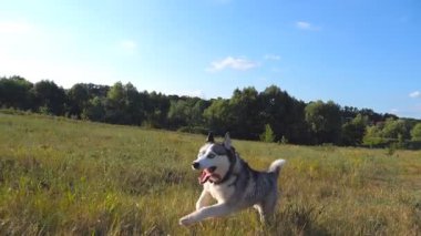 Sibirya Husky köpeğinin çimenlik alanda kadın sahibine koşması. Güneşli bir günde Meadow 'da evcil hayvanıyla oynayan sarı saçlı genç bir kız. Arka planda güzel bir doğa. Yavaş çekim.