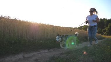 Sibirya husky köpek buğday field yakınındaki yol boyunca gün batımında koşu sırasında belgili tanımlık kira kontratı çekerek kapatın. Mutlu kadın ile onun evde beslenen hayvan yola yakın altın çayır boyunca çalışan güneş gözlüğü. Ağır çekim.