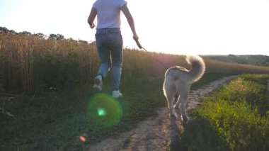 Sibirya köpeği ile yolda koşan genç kızın arkadan görünüşü ve sonra sola buğday tarlasına dönüş. Gün batımında çayırda evcil hayvanıyla koşan mutlu kadının ayakları. Yavaş çekim.
