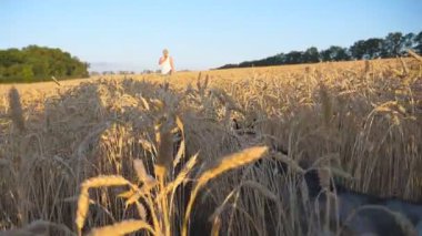 Sibirya Husky köpeğinin yaz günü erkek sahibine çayırdaki uzun sivri uçlu kazıklardan geçişi. Gün batımında altın buğday tarlasında yürüyen genç evcil hayvanı takip edin. POV Yavaş çekim.