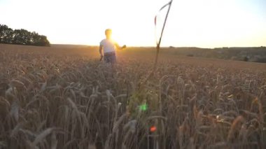 Genç kız köpeğini çayır, Olgun spikelets aracılığıyla ile çalışan güneş gözlüğü. Şirin Sibirya husky günbatımında buğday sahada koşu sırasında belgili tanımlık kira kontratı çekerek. Arka plan, güneş ışığı. Ağır çekim.