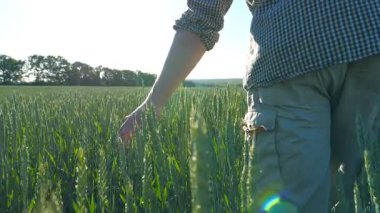 Tahıl alanda yürüyüş ve yeşil buğday kulakları yaz gününde dokunmadan tanınmaz halde genç çiftçi için izleyin. Tarım kavramı. Arka plan mavi gökyüzü. Arka geri görüntülemek yakın yavaş hareket.