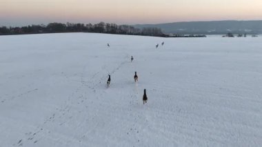 Karlı kış tarlalarında koşan geyik sürüsü. Karda görünen izler var. Kırsal alanda koşan haydutları takip edin. Gün batımında dinamik bir vahşi hayvan hareketi.