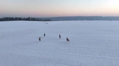 Karlı kış tarlalarında koşan geyik sürüsü. Karda görünen izler var. Kırsal alanda koşan haydutları takip edin. Gün batımında dinamik bir vahşi hayvan hareketi.