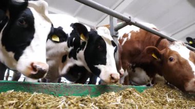 Modern süt çiftliğinde saman yiyen inekler. Süt fabrikasında sığır çiğneme yemi. İnek ahırında kuru otlarla beslenen akrabalar sürüsü. Tarım endüstrisi ve hayvancılık kavramı. Yavaş çekim.