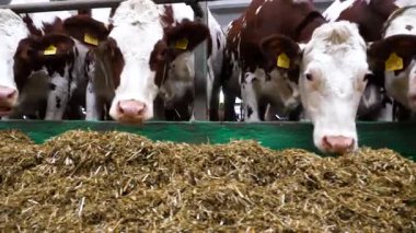Süt fabrikasında bir sıra sığır yemi. Meraklı inekler modern süt çiftliğinde saman yiyen kameralara bakarlar. Akraba sürüleri ahırda tohum olarak yetiştirilecek. Tarım endüstrisi ve hayvancılık.