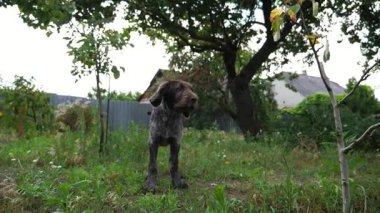 Güzel Alman dulları bahçedeki çimlerde yürüyen sivri köpek. Yaz günü yeşil çimlerde dinlenen sevimli kahverengi ejderha yavrusu. Hayvanlar için sevgi kavramı. Yavaş çekim.