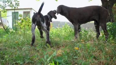 Güzel Alman dulları bahçedeki çimlerde yürüyen sivri köpek. Yeşil çimlerde gezinen sevimli kahverengi ejderha yavrusu. Yaz günü dinlenen sevimli bir evcil köpek. Hayvanlara duyulan sevgi kavramı.