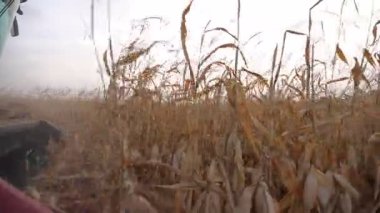 Hasat sırasında kuru mısır saplarını kesen hasat başlığını kapat. Tarlada mısır mahsulü toplamak. Çiftlikte çalışma süreci. Tarım ve tarım kavramı. Yavaş çekim.
