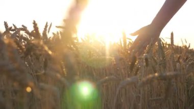 Kamera, kadının eli kulağına hafifçe dokunuyor. Tahıl tarlasında yürüyen ve yaz günbatımının tadını çıkaran beyaz elbiseli tasasız bir kadın. Özgürlük ya da tarım kavramı. Yavaş çekim.