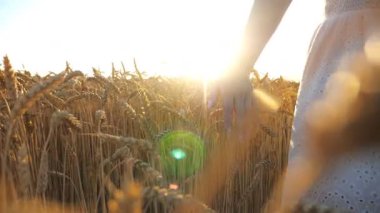 Altın olgun buğdayın üzerinde koşan kadın eli. Beyaz elbiseli kaygısız kız gün batımı arka planında tahıl tarlasında yürürken dışarıda eğleniyor. Yaz ya da tarım kavramı. Yavaş çekim.