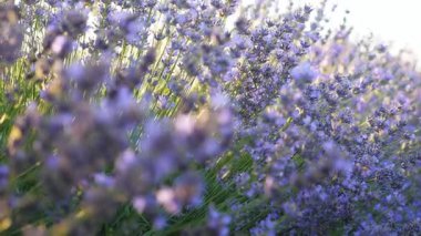 Aromatik mor çiçeklerin yakın çekimleri parlak güneş ışığını aydınlattı. Kırsalda çiçek açan lavanta tarlasının manzarası. Güzel çiçek arkaplanı. Yaz ya da doğa konsepti. Yavaş çekim.
