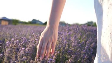 Mor lavanta çiçeklerine dokunan kadın eli. Kolunu çiçek açan bitkilerin üzerinde gezdiren bir kadın. Çiçekli çayırlarda gezinen bir kız. Doğa geçmişi. Yaz kavramı. Yavaş çekim.