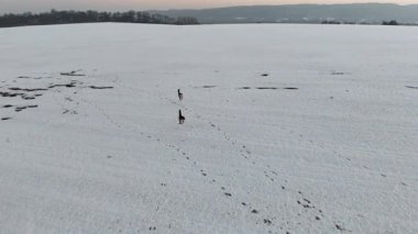 Karlı kış tarlasında koşan iki geyik karda görünür izler bırakıyor. Kırsal alanda koşan haydutları takip edin. Gün batımında dinamik bir vahşi hayvan hareketi.
