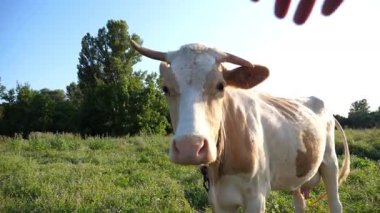 Güneşli yaz gününde çayırda erkek eli koklayan güzel inek. Şirin memeli hayvan yeşil çimlerde otlayan kameraya bakar. Otlaktaki sığırlar. Çiftçilik kavramı. Yavaşça kapat..