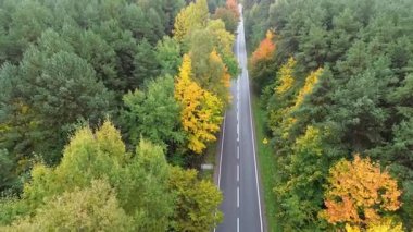 Parlak sonbahar ormanlarında dolambaçlı yol manzarası, renkli yeşillikler ve dingin atmosfer görüntüsü, kameralar hareket halindeki araçları kolayca gösteriyor.
